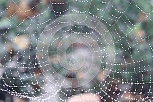 Dews on spider web