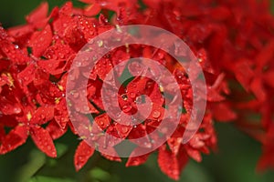 Dews on spike flowers red garden