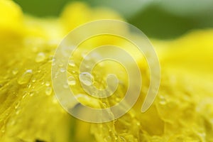 Dews on Yellow flower on green background