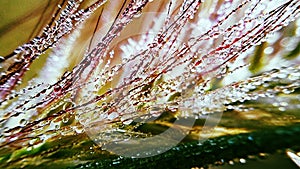 dewsdrop on grassflower