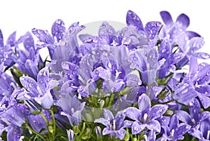 Dewy bell flowers - Platycodon grandiflorum