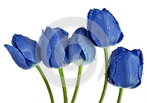 Dewy blue tulips