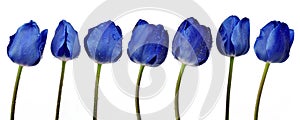 Dewy blue tulips