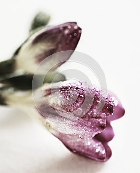 Dewy bud freesia detail