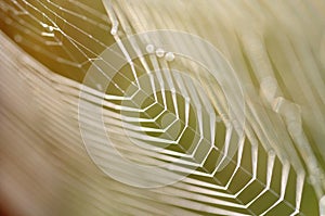 Dewy cobweb