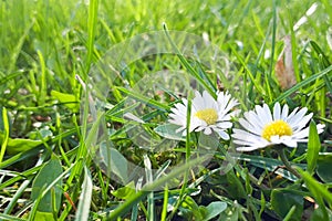 Dewy daisy flowers in grass. Soft focus.