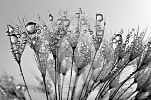 Dewy dandelion