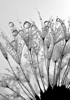 Dewy dandelion