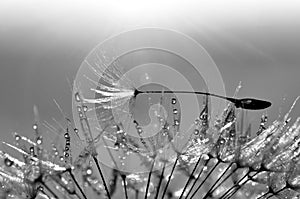 Dewy dandelion