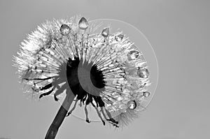 Dewy dandelion