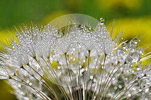 Dewy dandelion