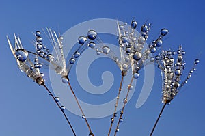 Dewy dandelion