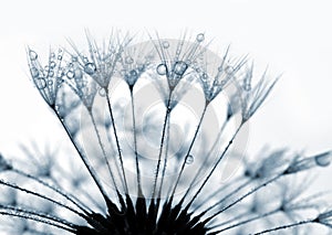 Dewy dandelion