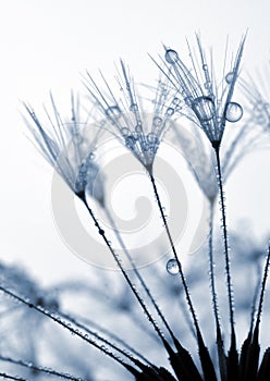 Dewy dandelion flower