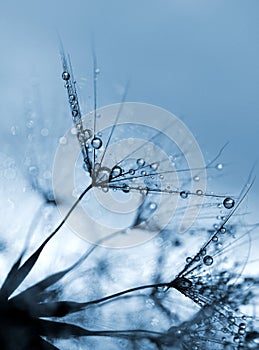 Dewy dandelion flower