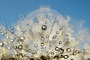 Dewy dandelion flower