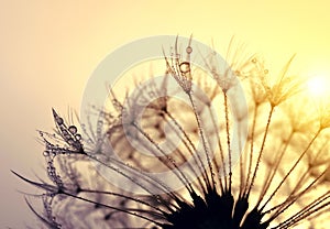 Dewy dandelion flower