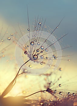 Dewy dandelion flower