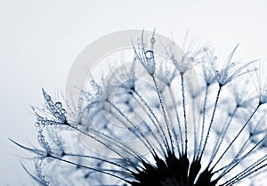 Dewy dandelion flower