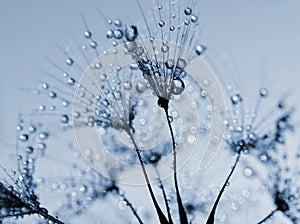 Dewy dandelion flower