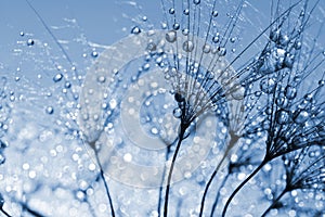 Dewy dandelion flower