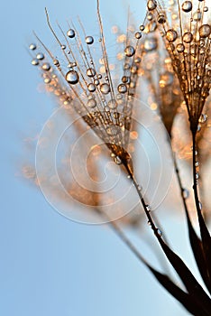 Dewy dandelion flower