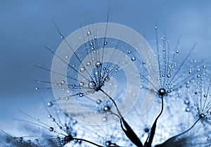 Dewy dandelion flower