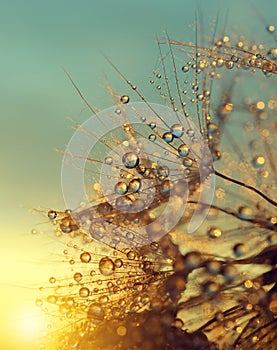 Dewy dandelion flower