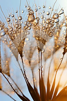 Dewy dandelion flower