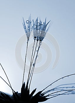 Dewy dandelion flower