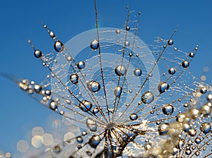 Dewy dandelion flower