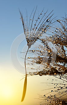 Dewy dandelion flower