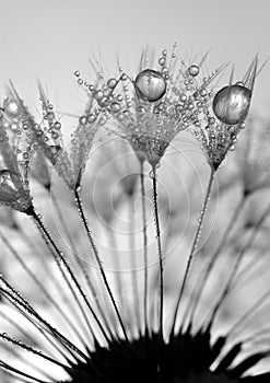 Dewy dandelion