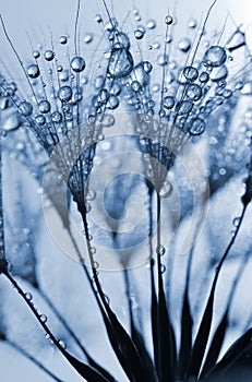 Dewy dandelion flower