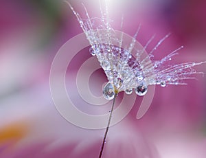 Dewy dandelion flower close up.Colorful Nature Background.Beautiful Wallpaper.Creative Art Photography.Motion Blur.Clean, pure.