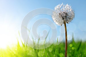 Dewy dandelion flower in grass.