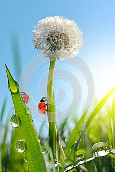 Dewy dandelion flower with ladybugs