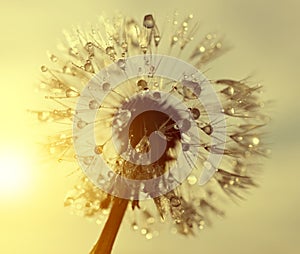 Dewy dandelion flower at sunrise close up.