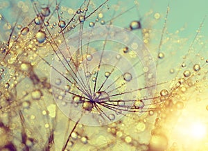 Dewy dandelion flower