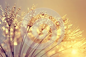 Dewy dandelion flower