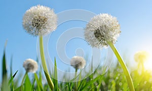 Dewy dandelion flowers in grass.