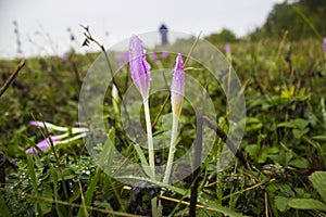 Dewy flower