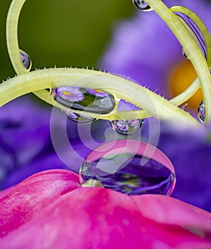 Dewy flower in the detail