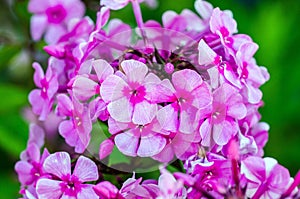 Dewy garden phlox in garden