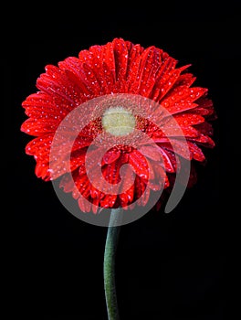 Dewy gerbera flower