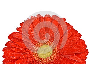 Dewy gerbera flower