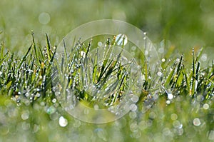 Dewy grass background