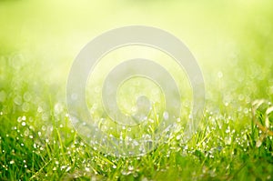 Dewy grass background