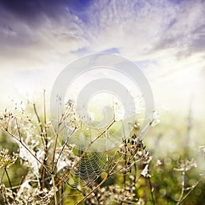 Dewy grass with dewy spider net