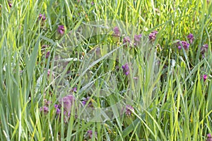 Dewy grass with purple dead-nettles for botanic herbaceous plants